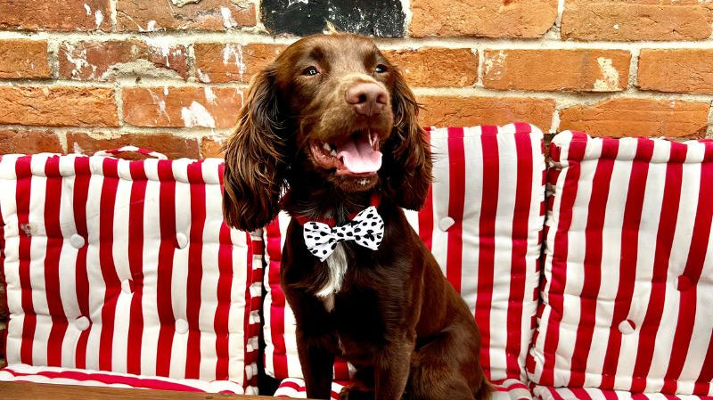 Dogs in the Tiptree Tea Rooms