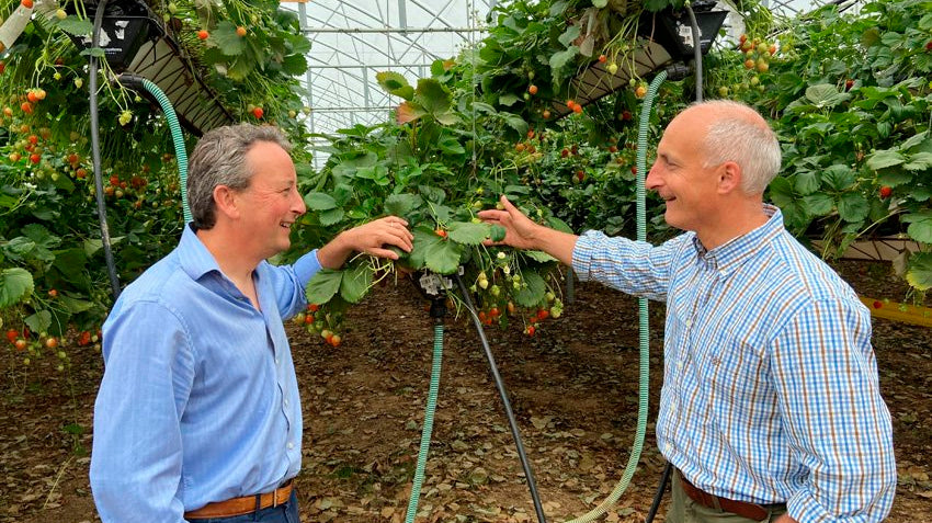 Tiptree in country life