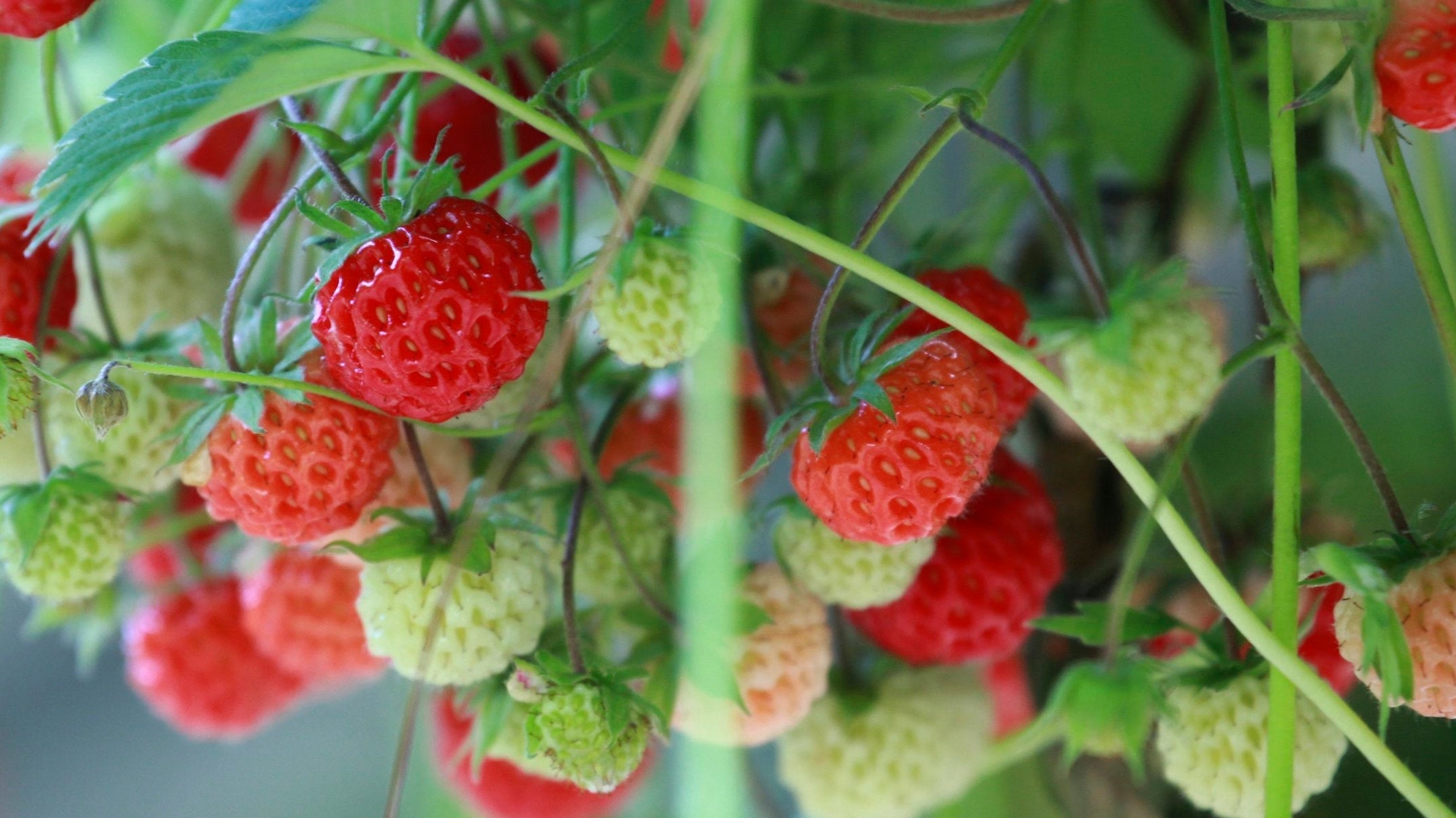 FRUIT