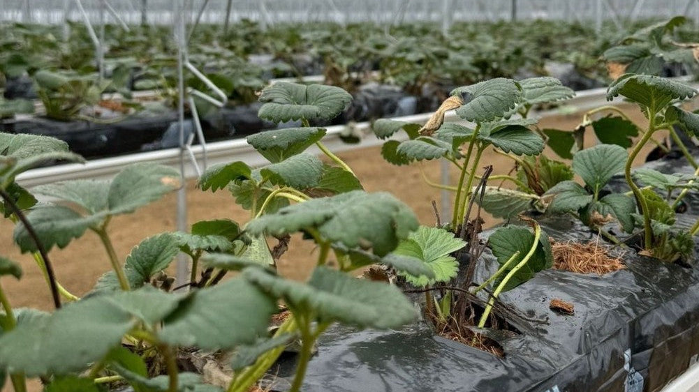 March on the Farm