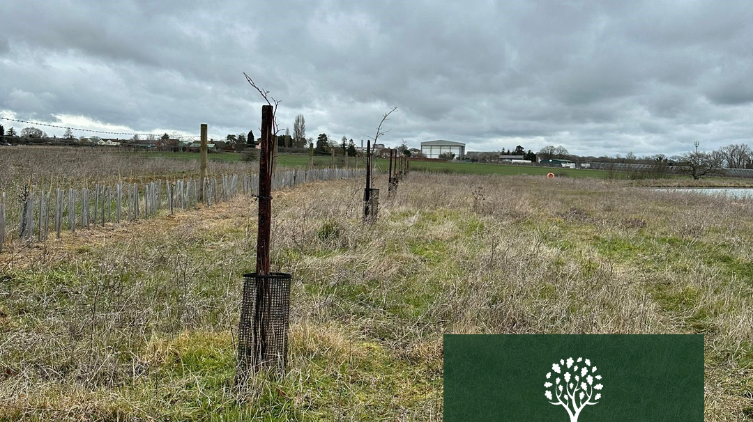 96 oak trees planted for the Queen’s green canopy