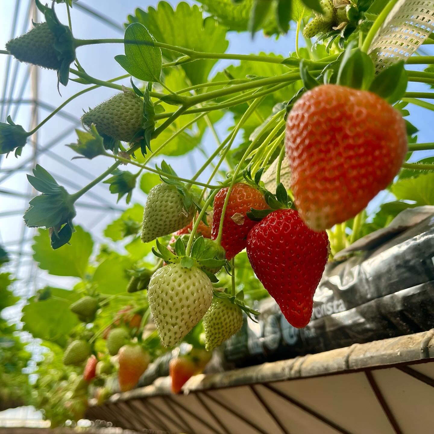 Growing Strawberries on the Tiptree Farm