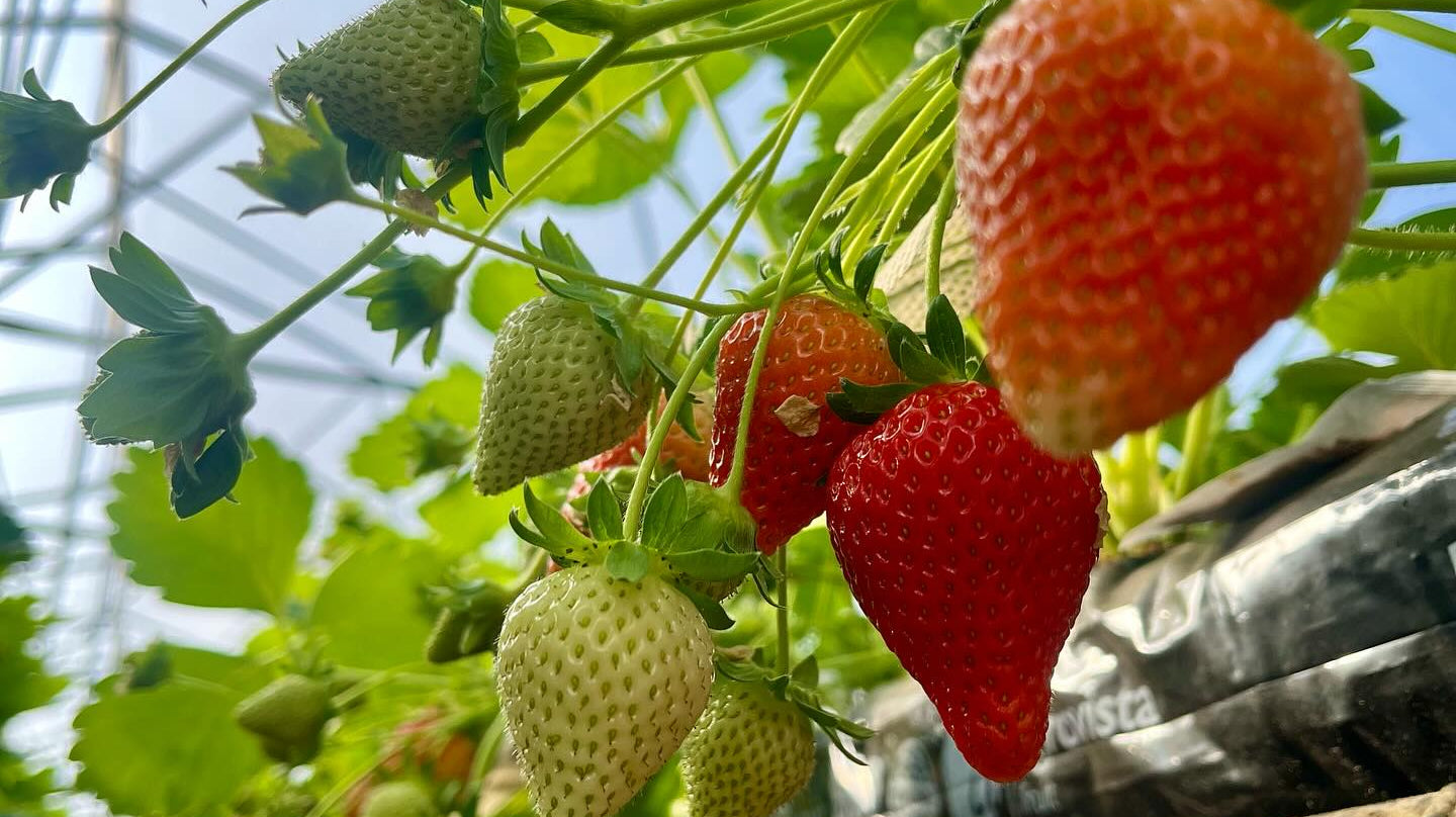Growing Strawberries on the Tiptree Farm