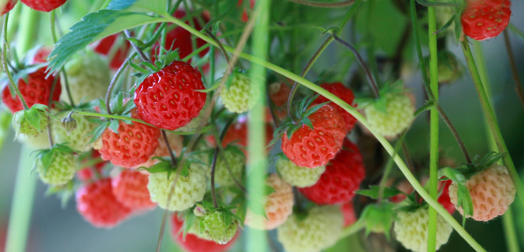 FRUIT