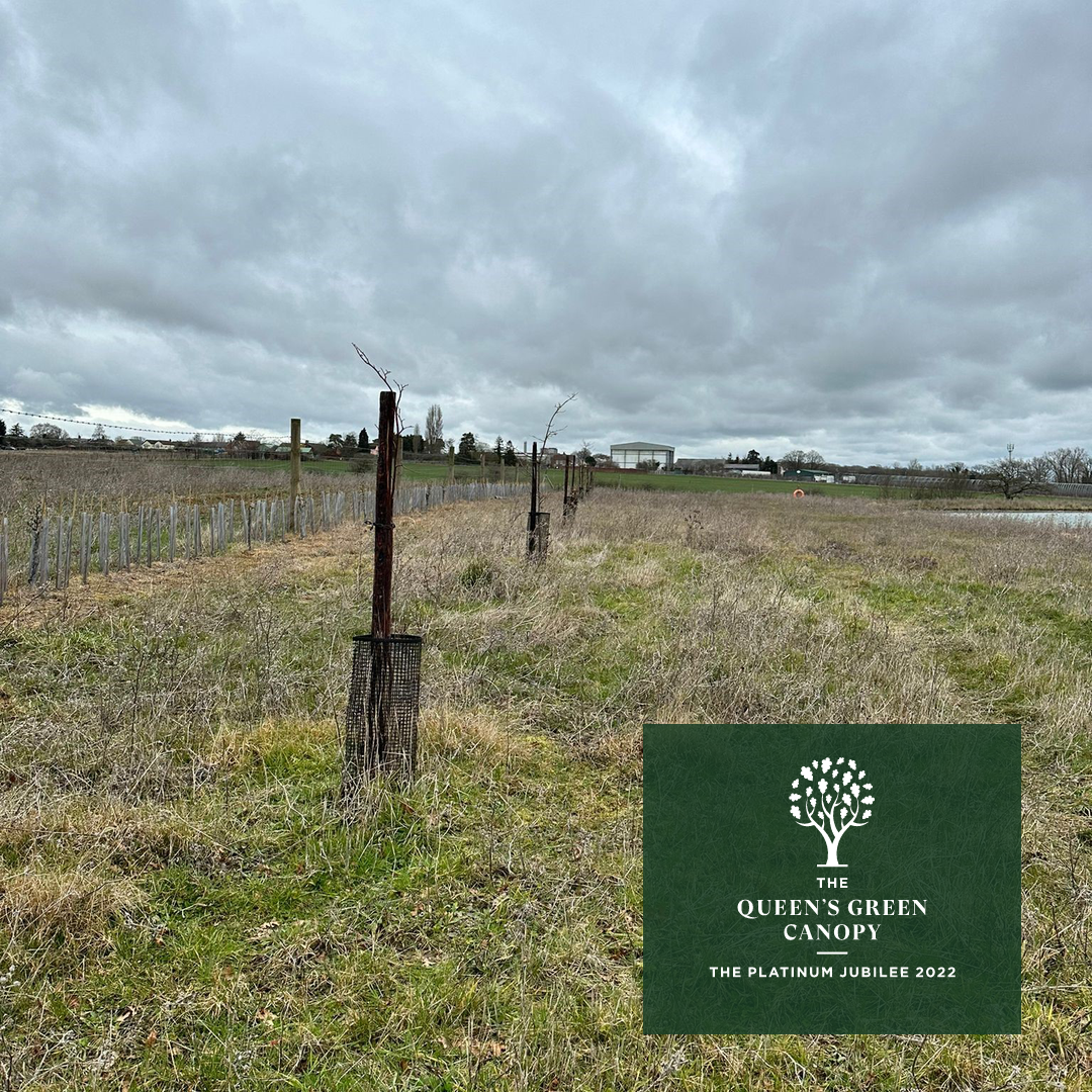 96 oak trees planted for the Queen’s green canopy