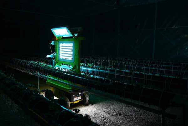 How Farming Robots Are Supporting Modern Strawberry Production